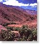 Sea Mountain Resort - Desert Hot Springs