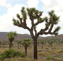 Sea Mountain Resort - Desert Hot Springs - Directions